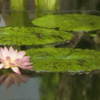 Pink Lotus Blossum Pink Lotus Digital Painting