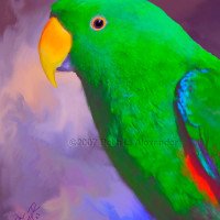Eclectus Parrot Portrait - Bravo Eclectus Parrot Portrait - Bravo