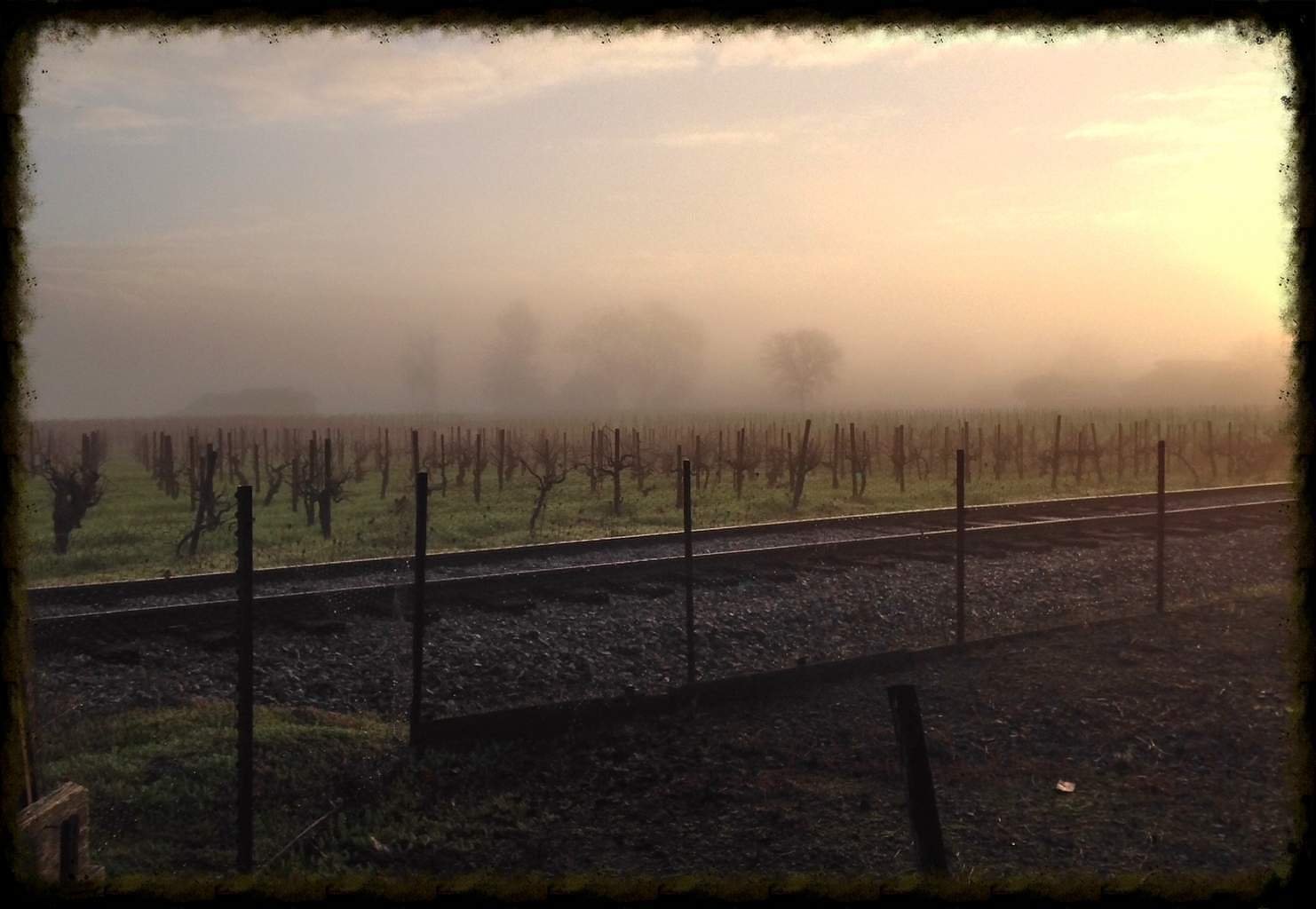 Vineyard in the Mist